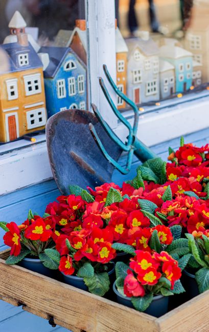 A wooden window sill decorated with a vibrant display of red primrose flowers with bright yellow centers and dark green leaves, arranged in a rectangular planter box. A vintage garden trowel with a ru