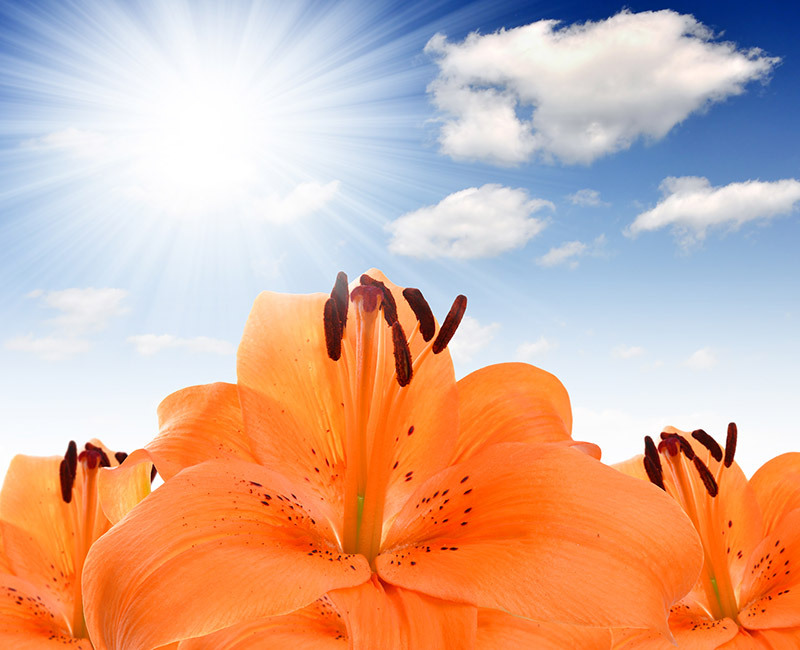 Flowers florist
