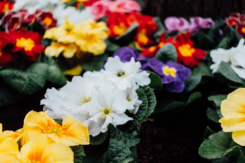 A close-up view of a vibrant flower bed featuring a variety of primrose flowers in full bloom, including yellow, white, purple, red, and pink blossoms. The flowers are arranged in clusters, with some 