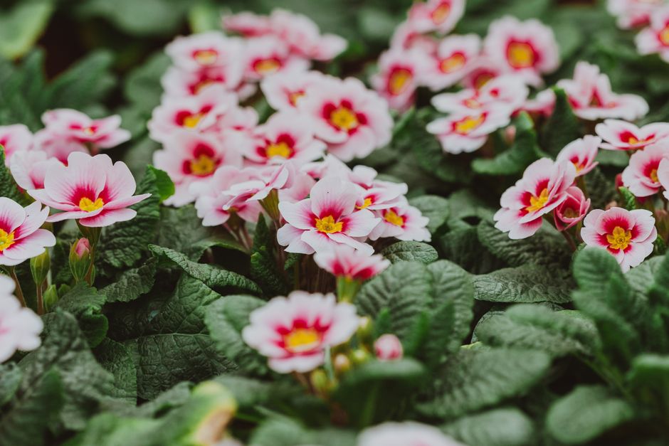 Close-up of a cluster of pink primrose flowers with bright yellow centers and darker pink accents, surrounded by dark green, textured leaves. The flowers are densely packed, with some buds still close