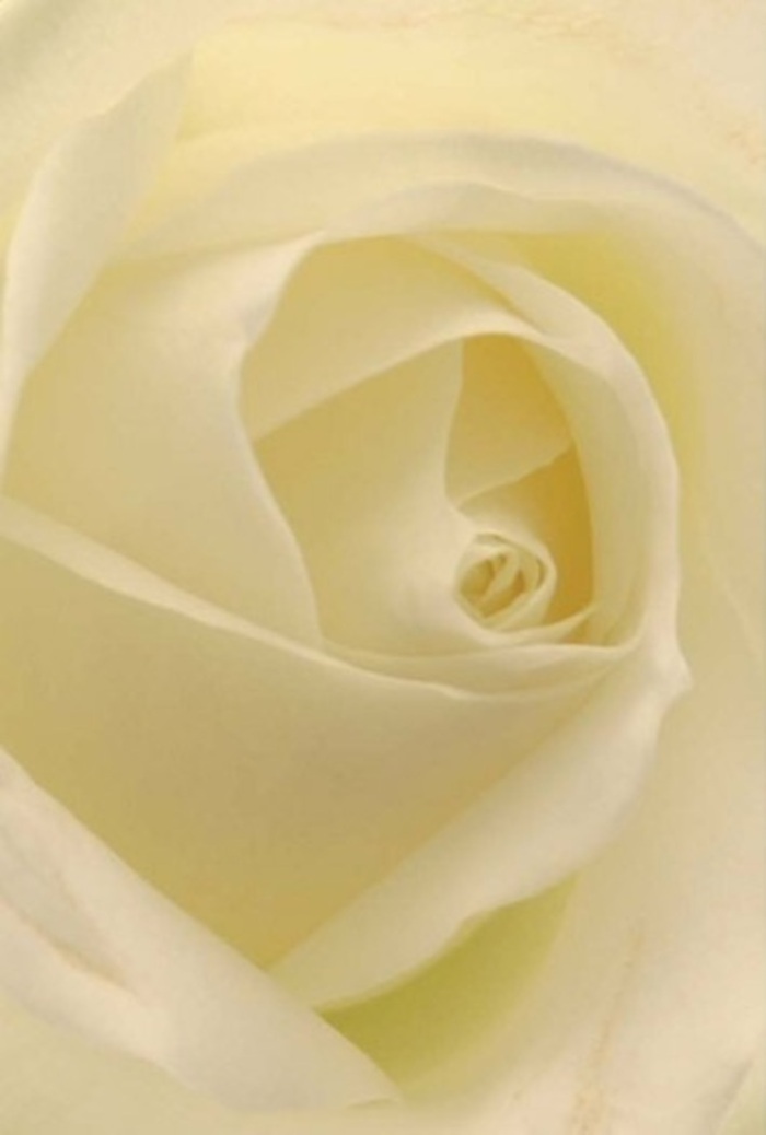 Viewed from a perspective that draws you closer to its heart, this elegant white rose seems to embody both the serene sophistication and tranquil beauty of Primrose Hill. Each gently unfolding petal captures and diffuses the natural light that might filter through the boughs of Chalcot Square, offering an interplay of radiant whites, creamy off-whites, and pale gold that flows from the delicate core to the petal tips. The harmonious layering suggests purity and thoughtful craftsmanship; the spiral at the center speaks of resilience while the smooth transitions between shade and highlight paint an image of flawless artistry. There is an almost luminous clarity here, as if the flower glows with its own gentle brilliance, a fitting tribute for significant occasions-an apology deeply felt, a romantic promise, or an elegant centrepiece at a wedding near the Primrose Hill Market. The balanced blend of colours and the intricate curling of each fold evoke a sense of calm and fresh beginnings, while the suggestion of an unspoken, clean floral scent gives the arrangement a comforting, always-appropriate presence. Gifting or receiving such a rose becomes more than a gesture; it is a meaningful link between nature's quiet wisdom and the keen eye of a local florist, ready to deliver artistry and emotion across Primrose Hill.