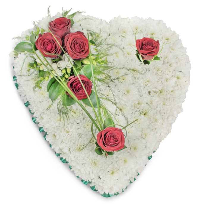 Precisely arranged and lit to reveal texture and depth, this heart-shaped floral tribute is composed entirely of small white chrysanthemums that form a dense, cushion-like field across the whole silhouette. Each chrysanthemum head is positioned to create a continuous, tactile surface whose tiny petals catch the light and throw soft, natural shadows, giving the heart a sculpted, three-dimensional quality. On the upper left quadrant a grouping of three deep crimson roses has been artfully clustered, their full, velvety petals opening outward and nestling into a bed of mixed foliage-broad glossy leaves, delicate fern fronds and a scattering of slender bear grass blades that sweep rhythmically from the cluster. Two further red roses are placed with intent: one near the top right curve and another at the bottom point, each accompanied by minimal green sprigs that act as visual anchors and allow the solitary blooms to read as moments of personal reflection. A narrow, emerald-green satin ribbon trims the heart's entire outer edge, its subtle sheen creating a clean boundary between the white chrysanthemum body and the white background. The composition is quietly fragrant-the chrysanthemum's faint sweetness offset by the deeper, more resinous scent of the roses-and it conveys classic symbolism of purity, respect and heartfelt mourning. Suited to memorial services or commemorative displays, this arrangement reflects careful floral technique you might commission from a Primrose Hill florist familiar with local customs around services at nearby churches and funeral homes, where simplicity and reverence are often preferred.